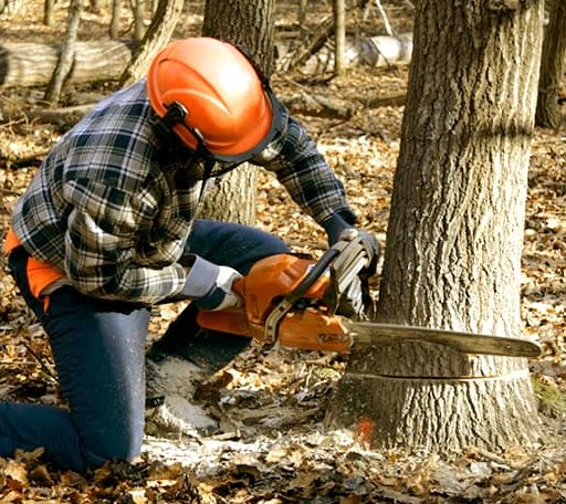Tree Removal in Anguilla, MS